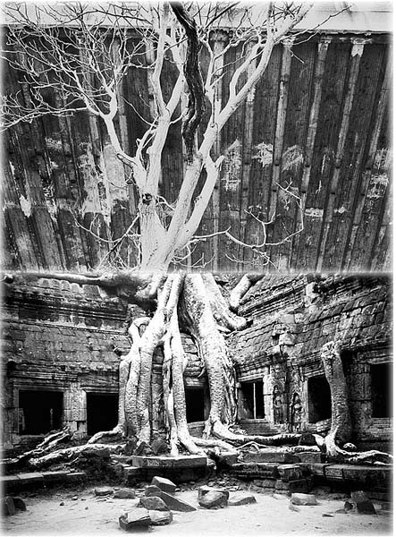 Trees.jpg