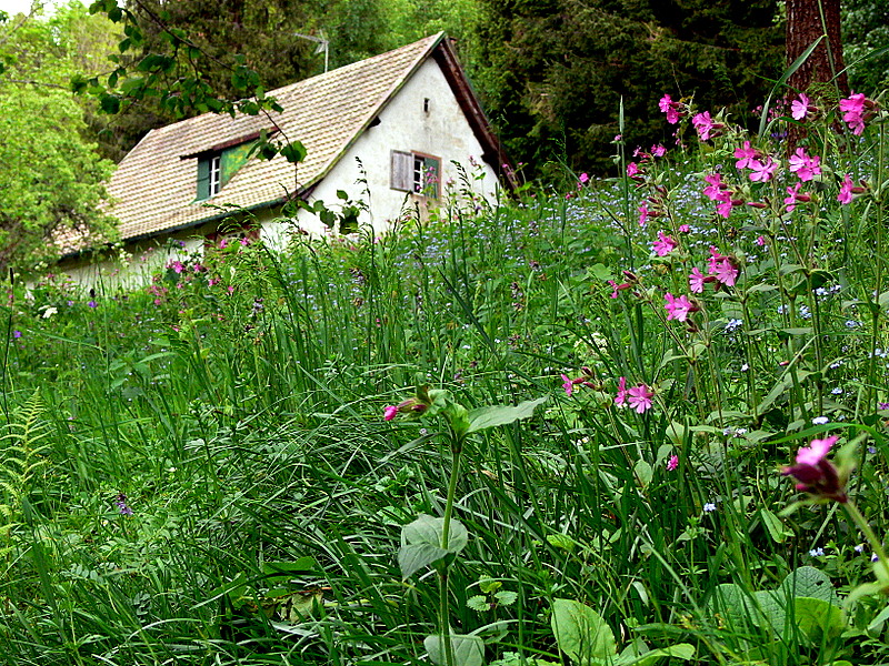 spring in the forest.