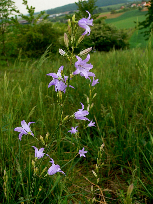 campanule.