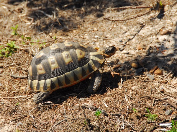 Cape Angulate Tortise (Chersina angulata) Cape Point