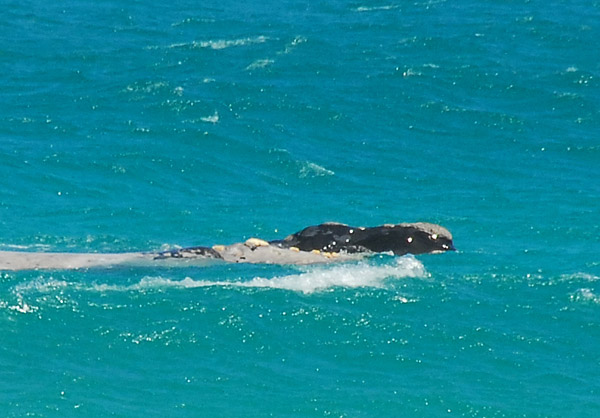 Whale, west coast of Cape Peninsula