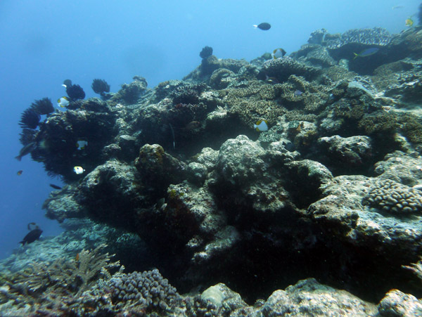 Dive Vila Bay, Efaté-Vanuatu