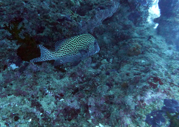 FijiDiveOct12 589.jpg
