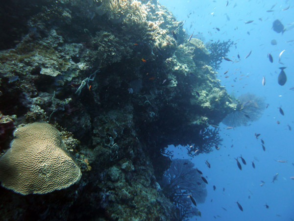 FijiDiveOct12 629.jpg