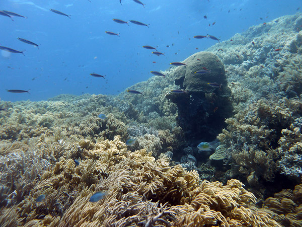 FijiDiveOct12 643.jpg