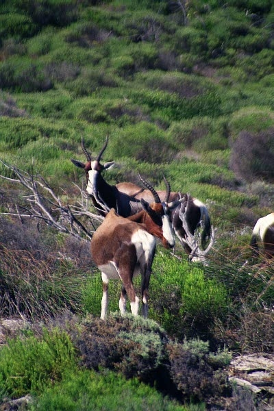 Bontebok