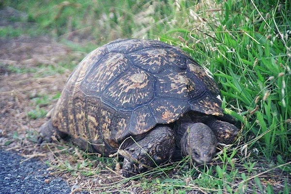 Tortise, Cape Peninsula National Park
