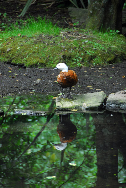 Kiwi & Birdlife Park