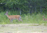 White-tailed Deer