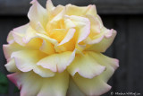Peace Rose