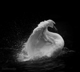 Falls. The Washing of the Swan 