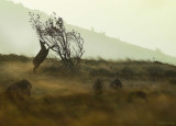 Spring.Early morning in the Land of Chamois IV
