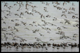Calidris and Charadrius waders gathering near Kuwait City