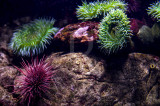 Ourio-vermelho e Anmona-verde-gigante