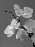 Phalaenopsis Orchids