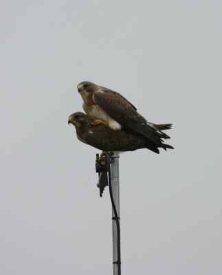 Swainson's Hawks