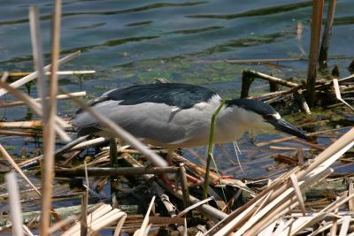Black-crowned Night-Heron