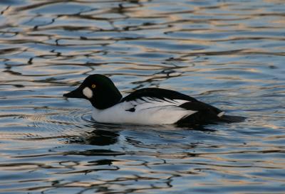 Common Goldeneye
