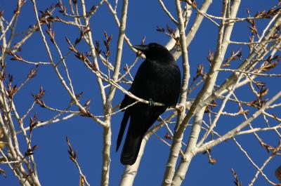 American Crow