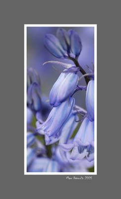 Essay in pale violet