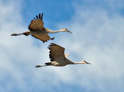 u13/rafael_enrique/medium/41716780.CRW_5710SHCJusthangingoutandsoaring.jpg