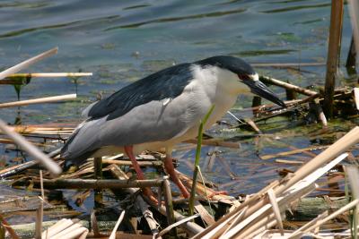 Black-crowned Night-Heron