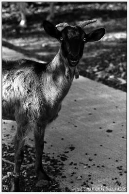 13 Apr 2005 Smiling goat