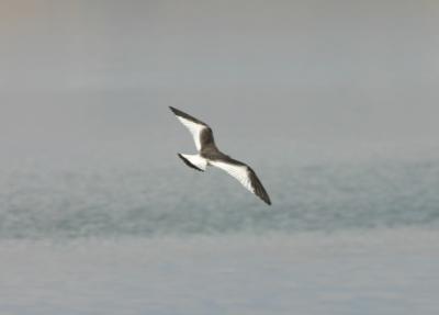 Sabine's Gull juv.