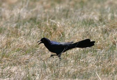 Great-tailed Grackle