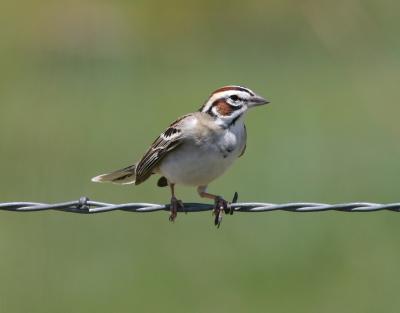 Lark Sparrow