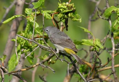 Virginia's Warbler
