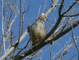 Scaled Quail