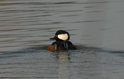 Hooded Merganser