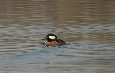 Hooded Merganser