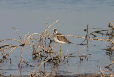 Lesser Yellowlegs