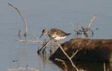 Lesser Yellowlegs