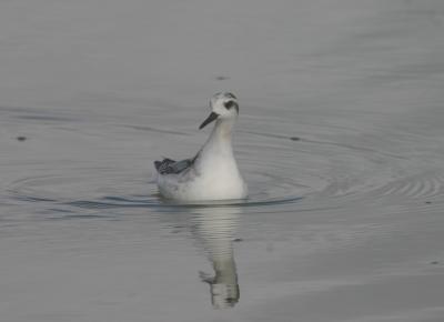 Red Phalarope