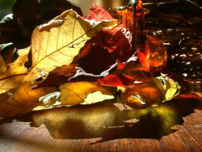 u45/tessajoughin/medium/29087614.DeadleavesontheTable.jpg