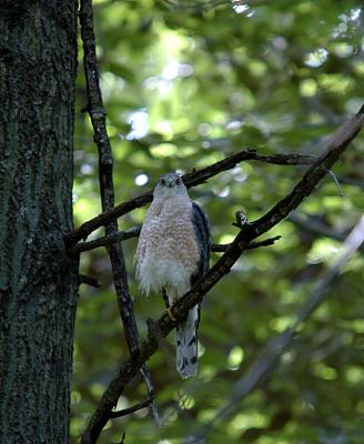 u46/dwbrewer/medium/29786082.coopershawk01.jpg