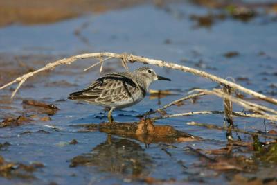 Least Sandpiper