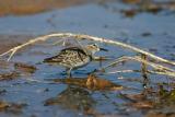 Least Sandpiper