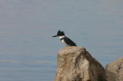 Belted Kingfisher