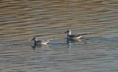 Little and Bonaparte's Gulls