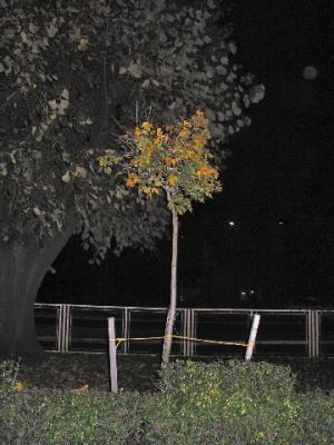 u49/clove/medium/35728892.1027nighttree.jpg