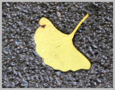 Gingko Biloba