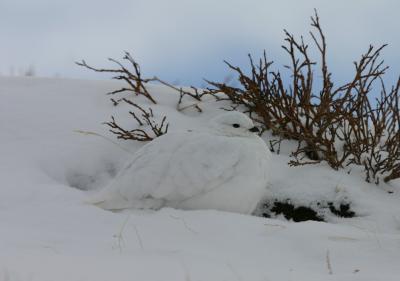 White-tailed Ptarmigan