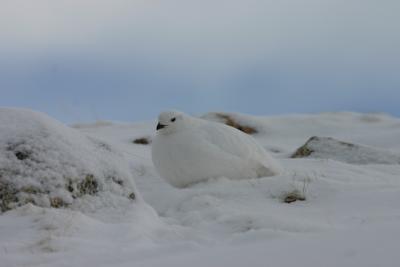 White-tailed Ptarmigan