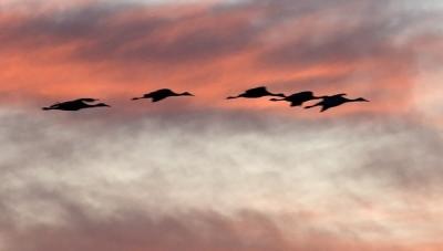 Sandhill Cranes at Sunset