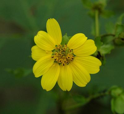 v3/52/363052/3/45419407.SunflowerHelianthusspp.jpg