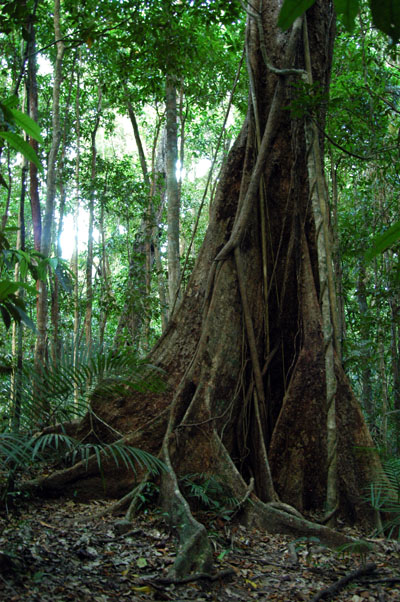 Daintree National Park